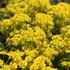 Euphorbia cyparissias 'Tall Boy' 2.JPG
