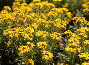 Trýzel 'Canaries Yellow' - Erysimum hybridum 'Canaries Yellow'
