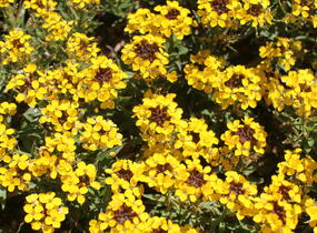Trýzel 'Canaries Yellow' - Erysimum hybridum 'Canaries Yellow'
