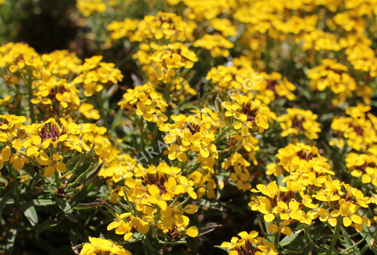 Trýzel 'Canaries Yellow' - Erysimum hybridum 'Canaries Yellow'