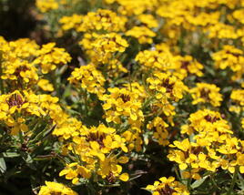Trýzel 'Canaries Yellow'