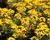 Trýzel 'Canaries Yellow'