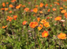 Kuklík šarlatový 'Borisii-Strain' - Geum coccineum 'Borisii-Strain'