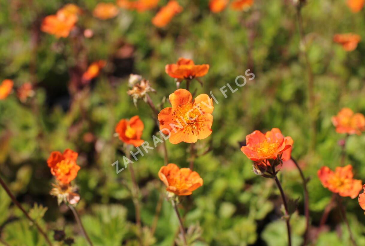 Kuklík šarlatový 'Borisii-Strain' - Geum coccineum 'Borisii-Strain'