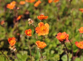 Kuklík šarlatový 'Borisii-Strain' - Geum coccineum 'Borisii-Strain'