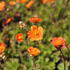 Geum coccineum 'Borisii-Strain' 2.JPG