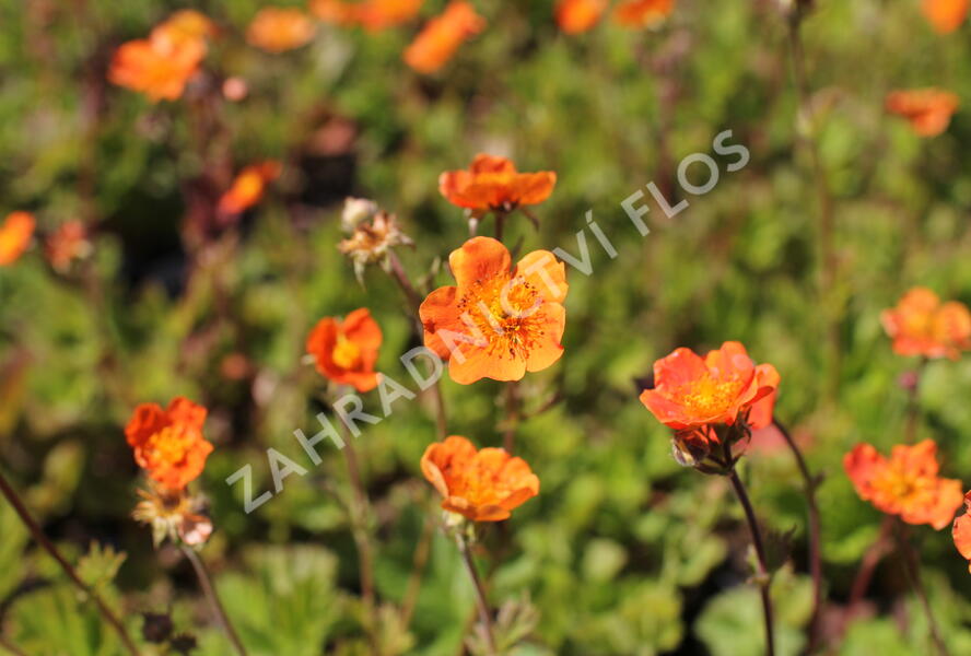Kuklík šarlatový 'Borisii-Strain' - Geum coccineum 'Borisii-Strain'