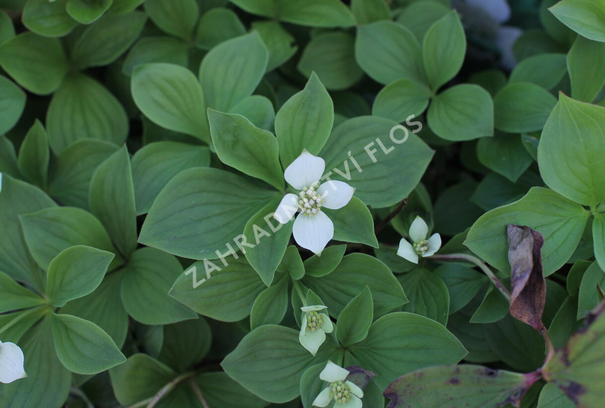 Dřín kanadský - Cornus canadensis