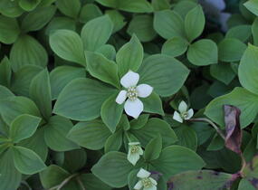 Dřín kanadský - Cornus canadensis