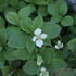 Cornus canadensis 1.JPG