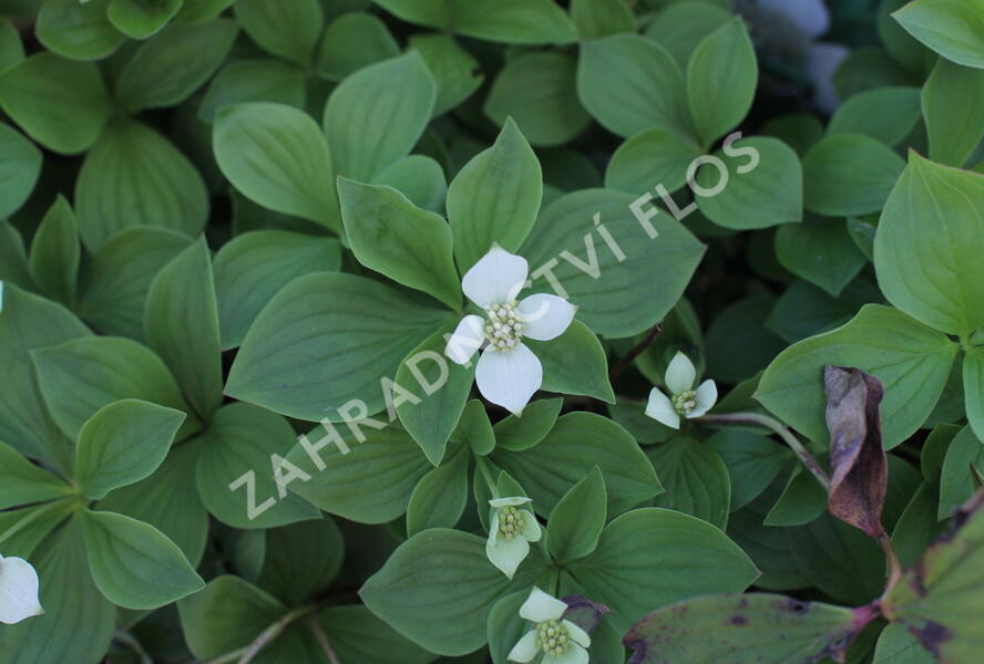 Dřín kanadský - Cornus canadensis