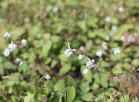 Škornice Youngova 'Niveum' - Epimedium youngianum 'Niveum'