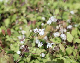 Škornice Youngova 'Niveum'