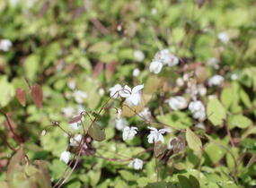 Škornice Youngova 'Niveum' - Epimedium youngianum 'Niveum'