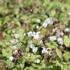 Epimedium youngianum 'Niveum' 1.JPG