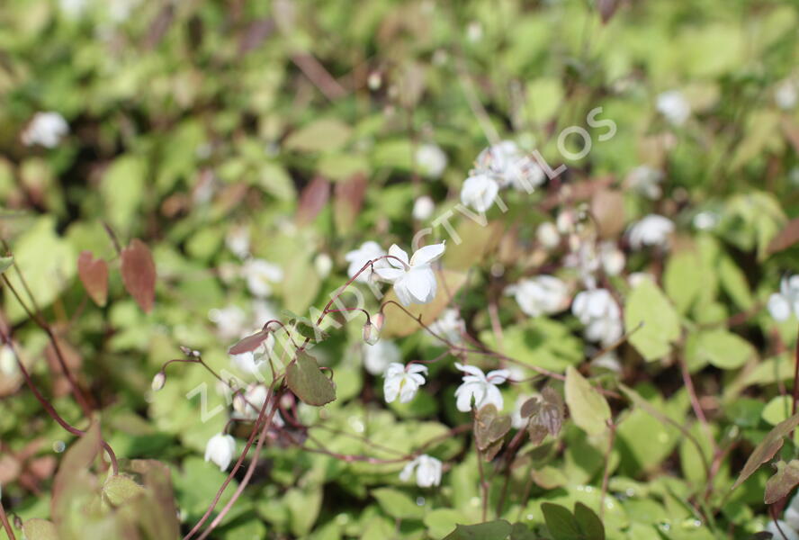 Škornice Youngova 'Niveum' - Epimedium youngianum 'Niveum'