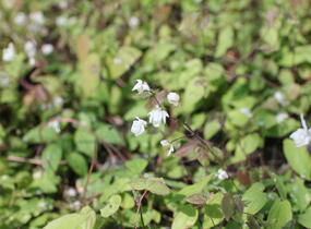 Škornice Youngova 'Niveum' - Epimedium youngianum 'Niveum'