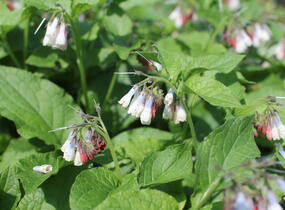 Kostival velkokvětý 'Goldsmith' - Symphytum grandiflorum 'Goldsmith'
