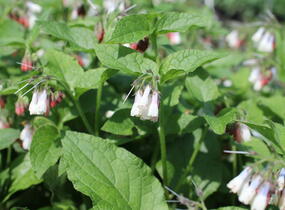 Kostival velkokvětý 'Goldsmith' - Symphytum grandiflorum 'Goldsmith'