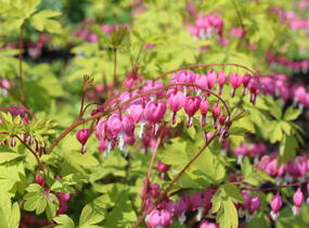 Srdcovka nádherná 'Yellow Leaf' - Dicentra spectabilis 'Yellow Leaf'