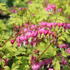Dicentra spectabilis 'Yellow Leaf' 1.JPG