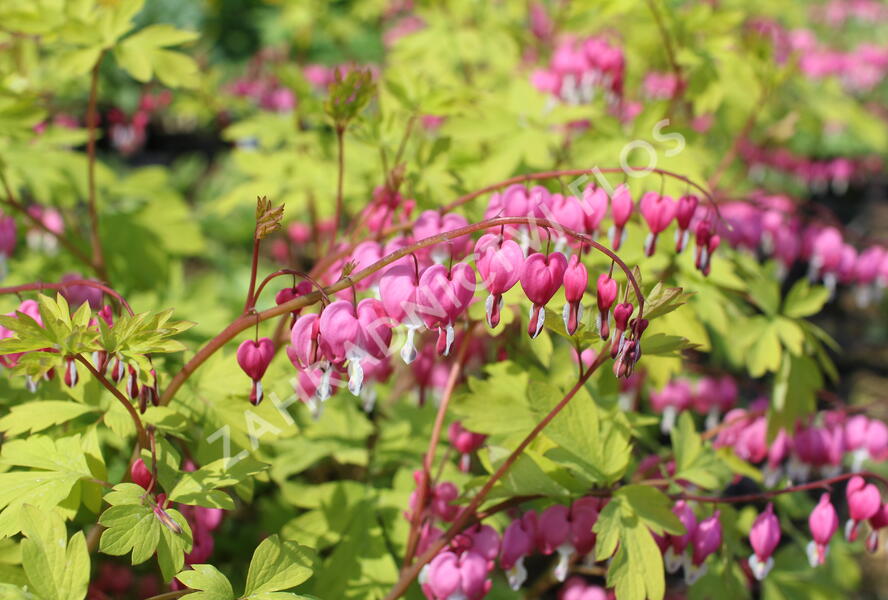 Srdcovka nádherná 'Yellow Leaf' - Dicentra spectabilis 'Yellow Leaf'