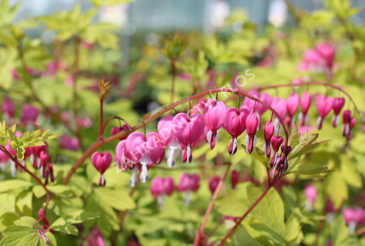 Srdcovka nádherná 'Yellow Leaf' - Dicentra spectabilis 'Yellow Leaf'