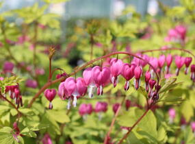 Srdcovka nádherná 'Yellow Leaf' - Dicentra spectabilis 'Yellow Leaf'
