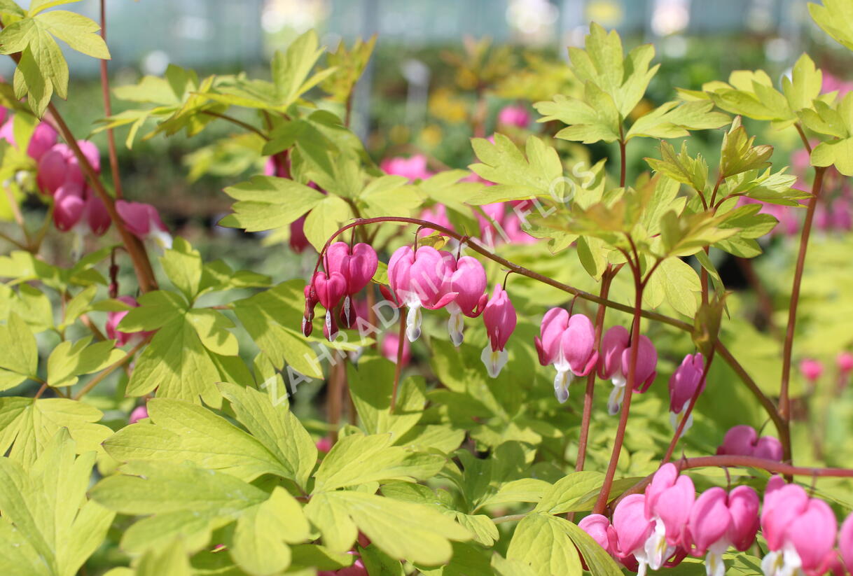 Srdcovka nádherná 'Yellow Leaf' - Dicentra spectabilis 'Yellow Leaf'