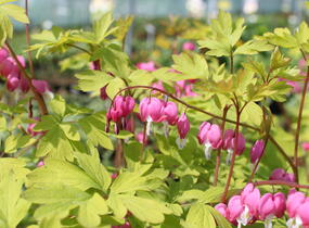 Srdcovka nádherná 'Yellow Leaf' - Dicentra spectabilis 'Yellow Leaf'