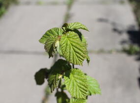 Líska obecná 'Barcelona' - Corylus avellana 'Barcelona'