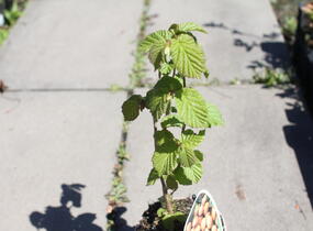 Líska obecná 'Barcelona' - Corylus avellana 'Barcelona'
