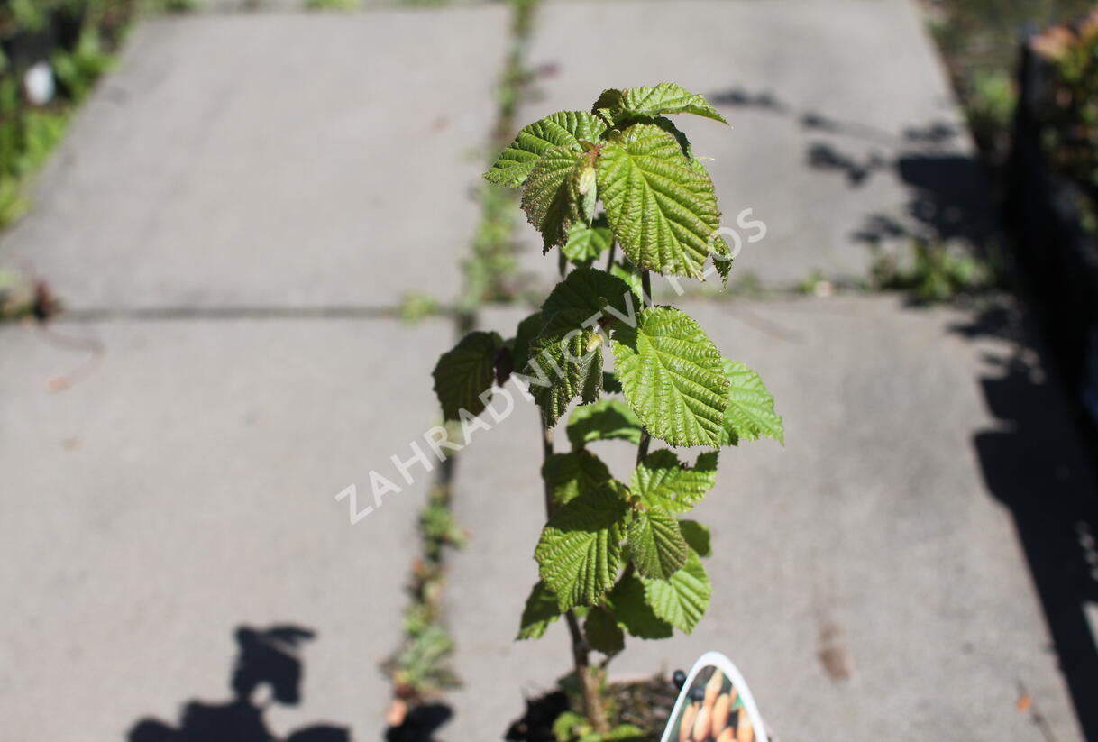 Líska obecná 'Barcelona' - Corylus avellana 'Barcelona'