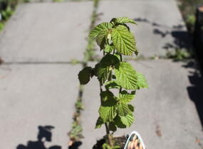 Líska obecná 'Barcelona' - Corylus avellana 'Barcelona'