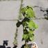 Corylus avellana 'Barcelona' 2.JPG