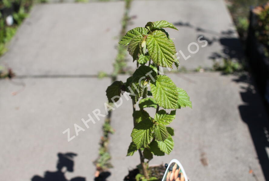 Líska obecná 'Barcelona' - Corylus avellana 'Barcelona'