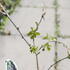 Morus alba 'Milanówek' 2.JPG