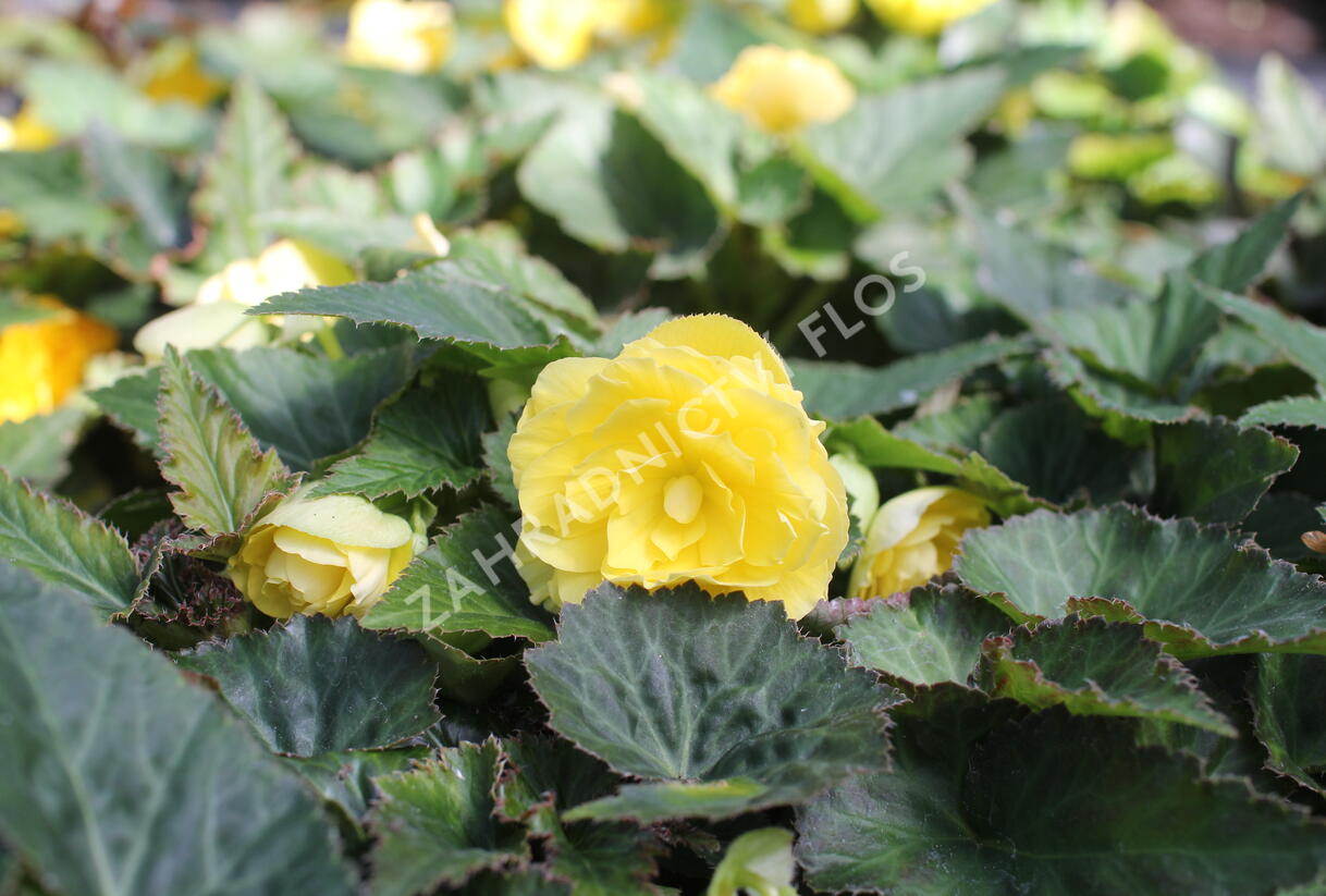 Begónie hlíznatá 'Nonstop Joy Yellow' - Begonia tuberhybrida 'Nonstop Joy Yellow'