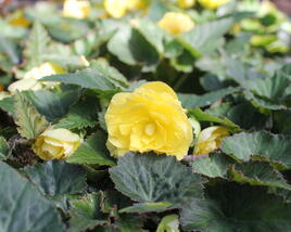 Begónie hlíznatá 'Nonstop Joy Yellow'