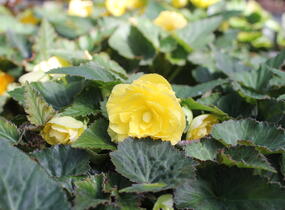 Begónie hlíznatá 'Nonstop Joy Yellow' - Begonia tuberhybrida 'Nonstop Joy Yellow'