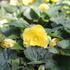 Begonia tuberhybrida 'Nonstop Joy Yellow' 1.JPG