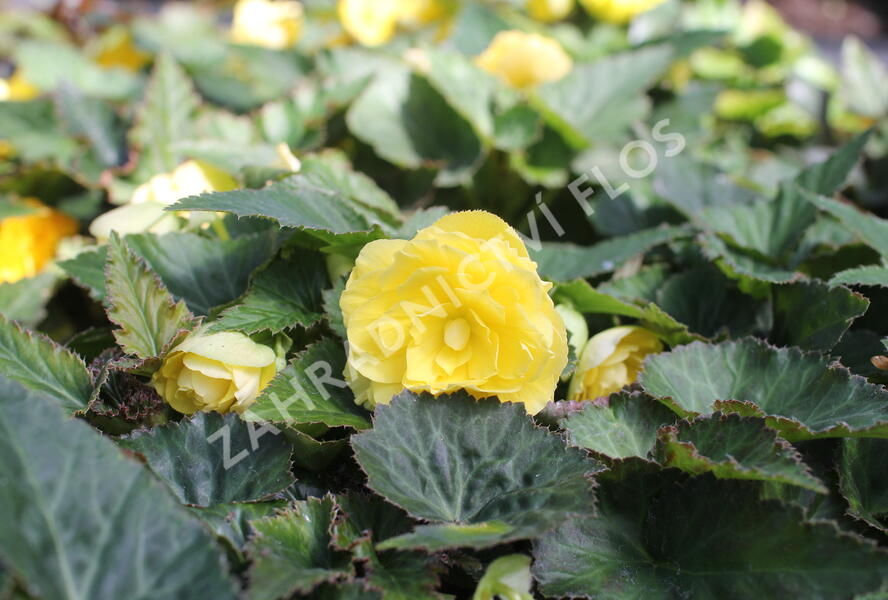 Begónie hlíznatá 'Nonstop Joy Yellow' - Begonia tuberhybrida 'Nonstop Joy Yellow'