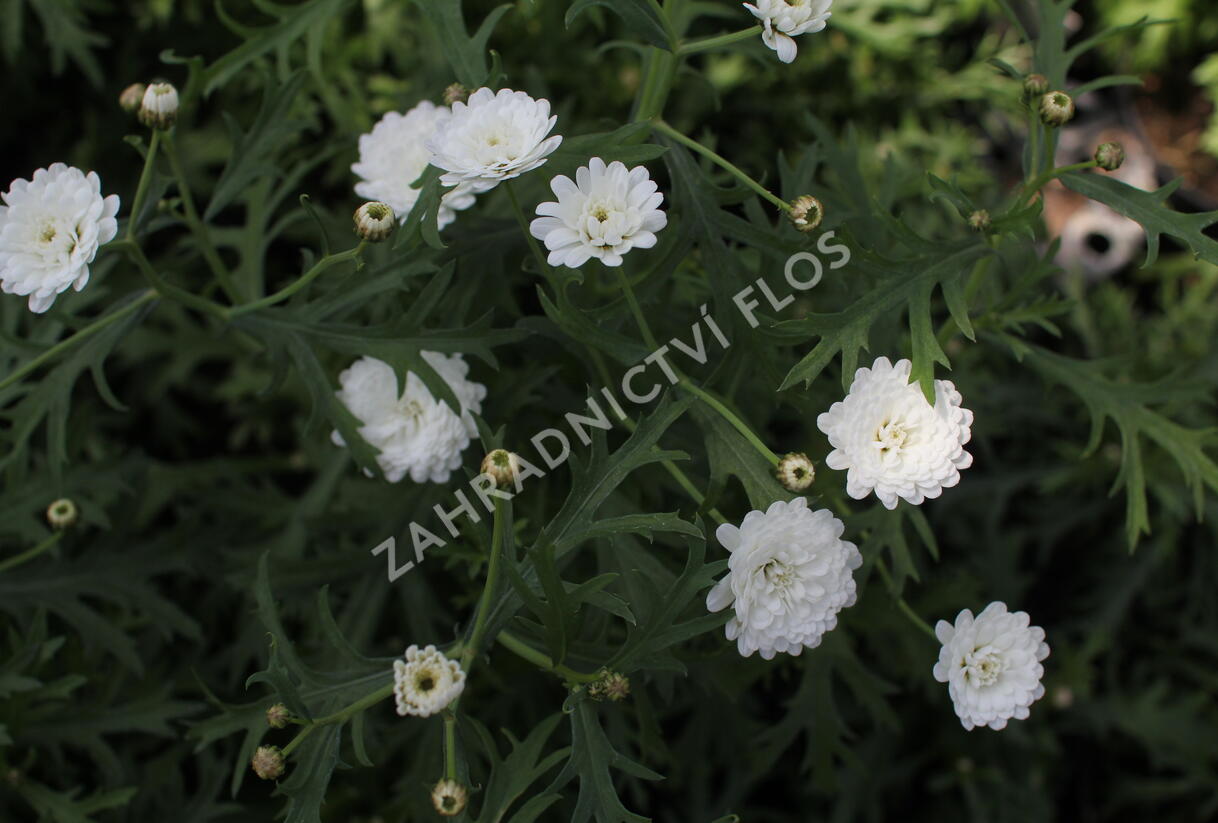 Kopretina pařížská 'Aramis Double White' - Argyranthemum frutescens 'Aramis Double White'