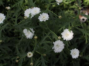 Kopretina pařížská 'Aramis Double White' - Argyranthemum frutescens 'Aramis Double White'