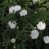 Argyranthemum frutescens 'Aramis Double White' 1.JPG