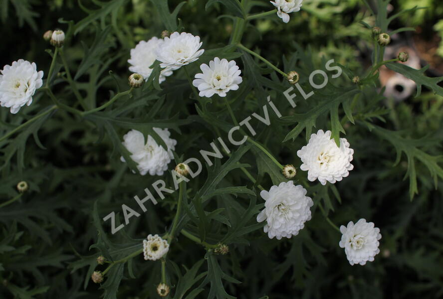 Kopretina pařížská 'Aramis Double White' - Argyranthemum frutescens 'Aramis Double White'