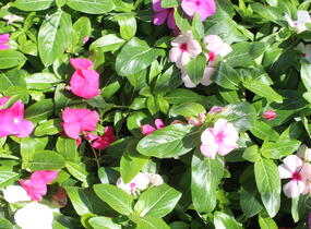 Barvínkovec růžový 'Cora Cascade XDR Mix' - Catharanthus roseus 'Cora Cascade XDR Mix'