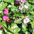 Catharanthus roseus 'Cora Cascade XDR Mix' 1.JPG