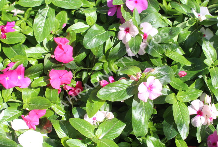 Barvínkovec růžový 'Cora Cascade XDR Mix' - Catharanthus roseus 'Cora Cascade XDR Mix'