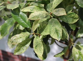 Blýskavka čínská 'Pink Crispy' - Photinia serratifolia 'Pink Crispy'